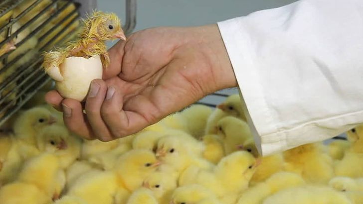 رشد ۱۴ درصدی جوجه ریزی در مرغداری های قزوین